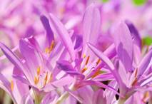 Autumn Crocus.jpg